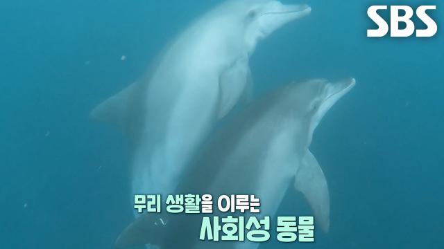 남방큰돌고래 안목이, 무리를 떠나 홀로 지내는 이유!