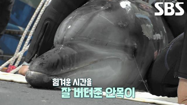 안목이, 힘겨운 시간 버티고 안전하게 장생포 도착! 썸네일
