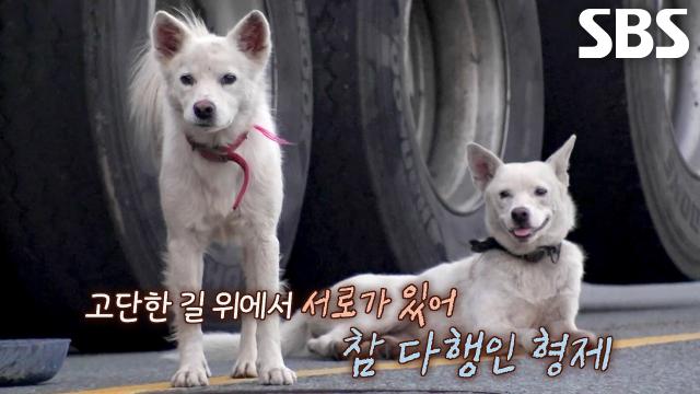 백구 형제, 서로를 챙기는 마음으로 버티는 길 위의 삶