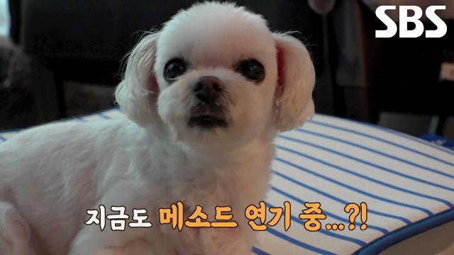 ‘명배우’ 봄이, 모두를 속인 남우주연상급 기침 연기! (ft. 할머니의 품)