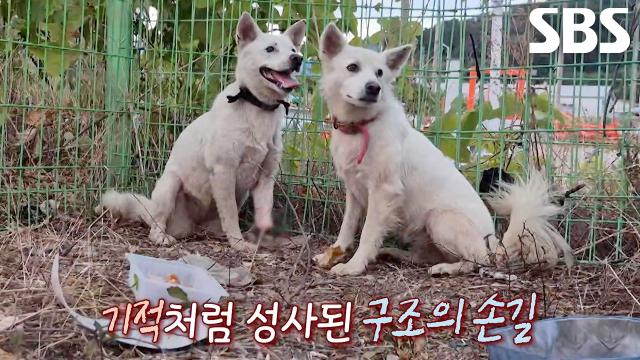 ‘떠돌이견’ 백구 형제, 한 번의 실패 끝에 드디어 구조 성공!