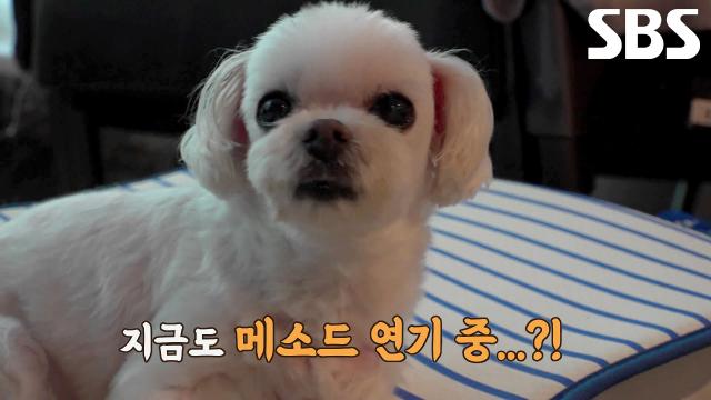 ‘명배우’ 봄이, 모두를 속인 남우주연상급 기침 연기! (ft. 할머니의 품)