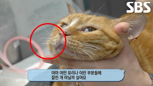 구조 난이도 최상 유리병 길냥이의 숨 막히는 구조 현장