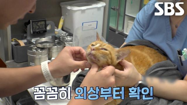 구조 난이도 최상 유리병 길냥이의 숨 막히는 구조 현장