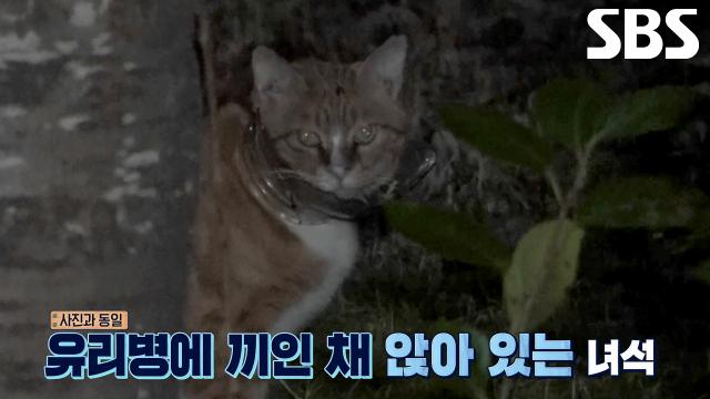 목에 낀 유리병 때문에 힘겨운 사투를 벌이는 길고양이↘