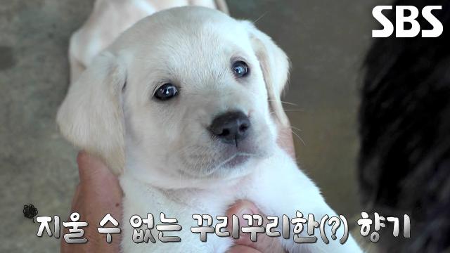 10남매 꼬물이들, 견생 첫 나들이 겸 목욕으로 변신 타임★