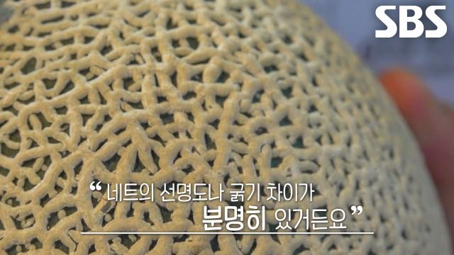 ‘네트’ 비교하며 달고 맛있는 멜론 선별한 달인의 방법!