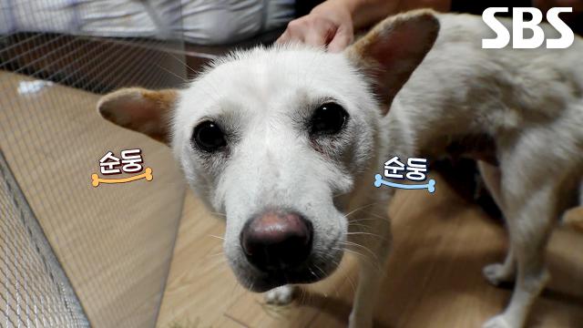 다가가면 멀어지는 ‘밀당 장인’ 백구의 마음 열기 대작전★