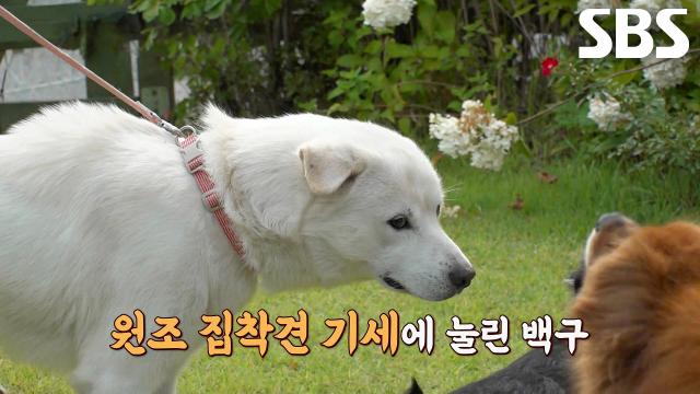 백구, 1대 집착견 보리의 등장에 기선제압 당하고 당황♨