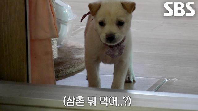 굴러 들어온 꼬물이 6둥이에 주객이 전도된 위기의 반려견 사랑이↘