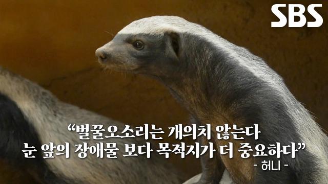 ‘지능캐’ 허니, 노력 끝에 단단한 타조알 완파 성공★