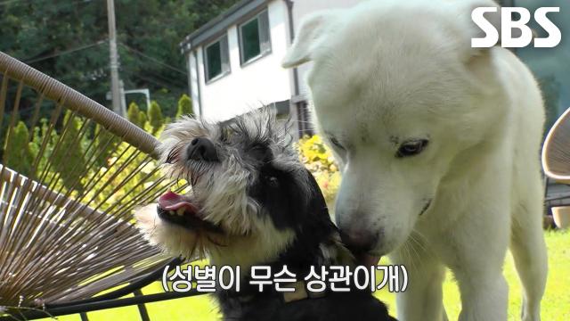 ‘집착견’ 백구×보리, 마성의 수컷 조이를 향한 관심과 사랑♥