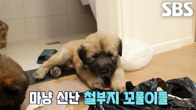 ‘사고뭉치’ 꼬물이들, 집주인 없는 틈에 쑥대밭으로 만든 거실!