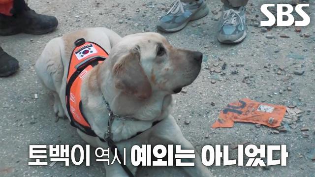 튀르키예 대지진 당시 목숨 걸고 수색했던 ‘구조견’ 토백이 (ft. 붕대 투혼)