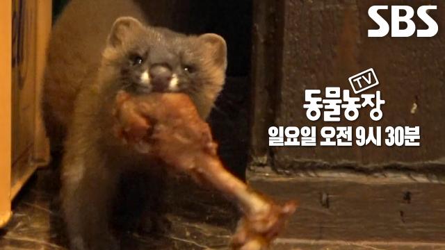 [9월 20일 예고] 치킨집의 평화 깨는 2인조 치킨 도둑 ‘족제빌런’