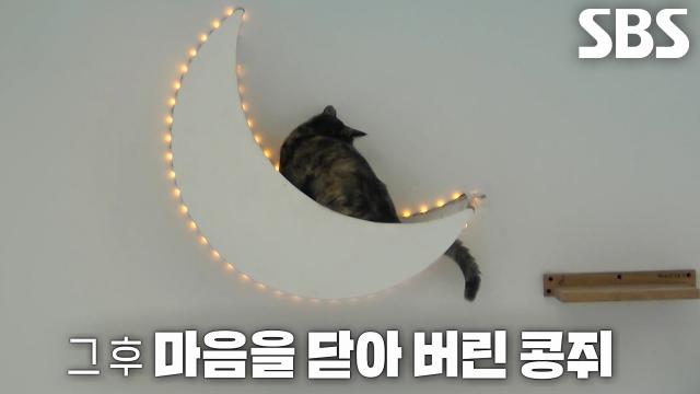5m 위의 달에서만 숨어 살고 있는 고양이 ‘콩쥐’