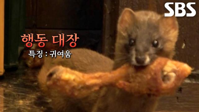 치킨집 뒤집어 놓은 2인 1조 ‘괴도 족제비’의 치킨 털이 현장!
