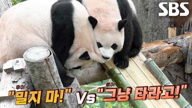 루이바오×후이바오 쌍둥이 자매를 위한 특별한 선물!