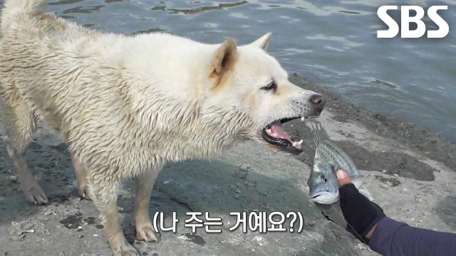 ‘섬개’ 섬돌이, 어복 기운 전달하며 보여주는 원포인트 낚시 레슨!