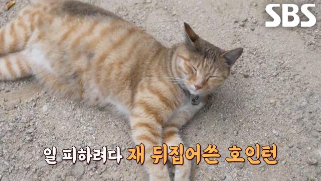‘호인턴’ 호야, 쏟아지는 관심에 현장 탈주 후 일탈 감행♨