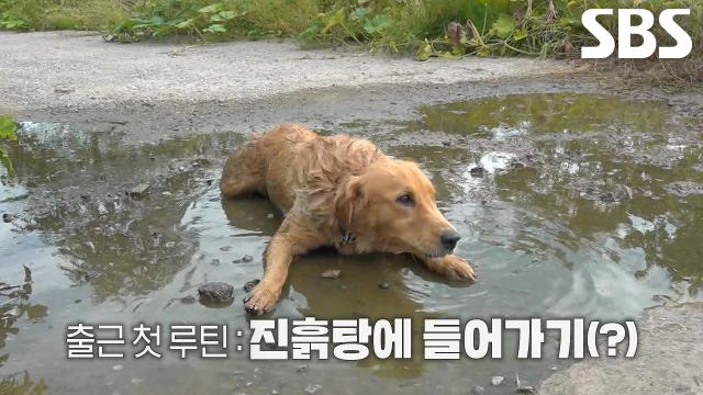 골든, 출근 10분 만에 자유 만끽하며 마당 초토화!