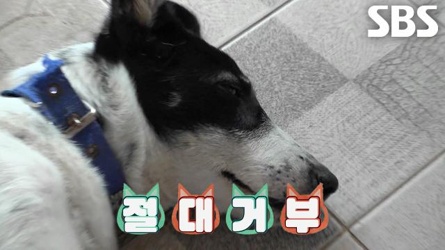 초보견주의 윤돌이×윤순이 갱생 프로젝트↗