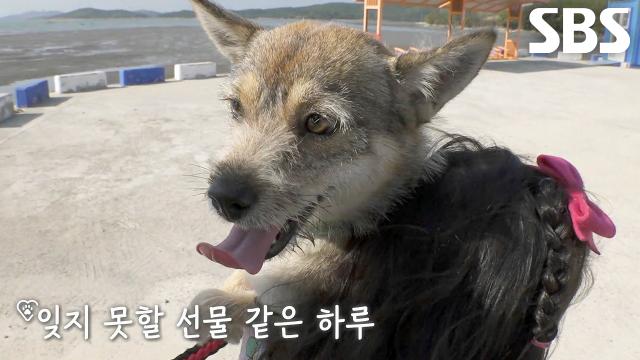 율무, 견생 첫 친구 탄생하며 즐기는 행복한 산책길!
