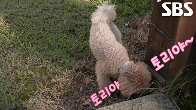 ‘천재견’ 토리, 익숙지 않은 야외 연습에 시작된 잔디 적응 전지훈련♨