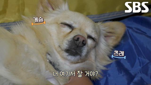 꼬맹이, 끝나지 않은 죽도 안내견의 밤에도 이어진 밀착 동행!