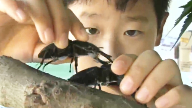 곤충밖에 난 몰라 1부