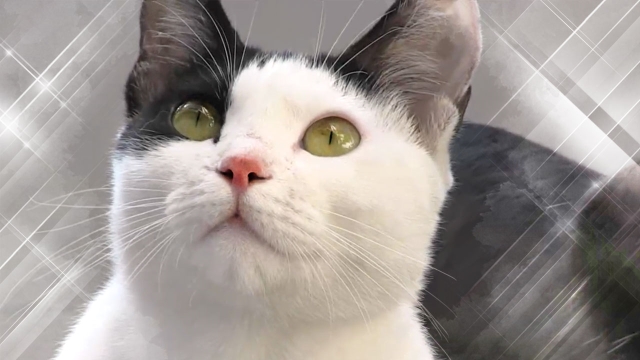  스토커猫 의문의 길고양이