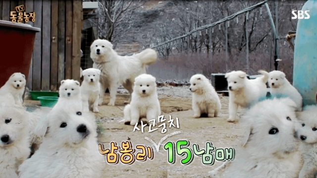 남봉리 흰둥이들이 돌아왔다!