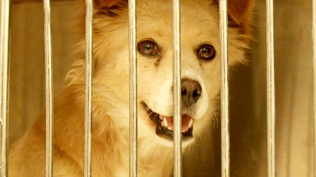 마트앞 단골손님 만삭犬
