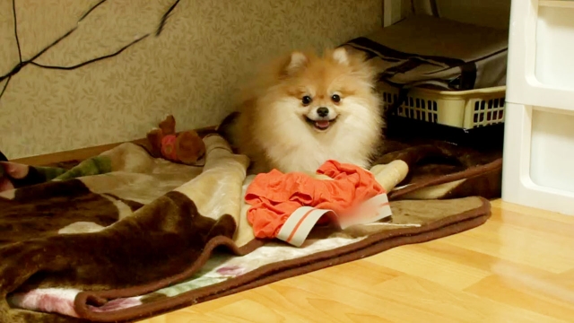 속옷 집착 犬! 사랑이