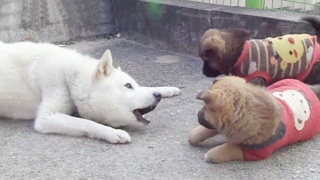 엄친아 犬 차돌이 친자 미스터리