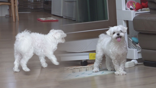 마룻바닥에서 빽~ 스텝 선보이는 犬