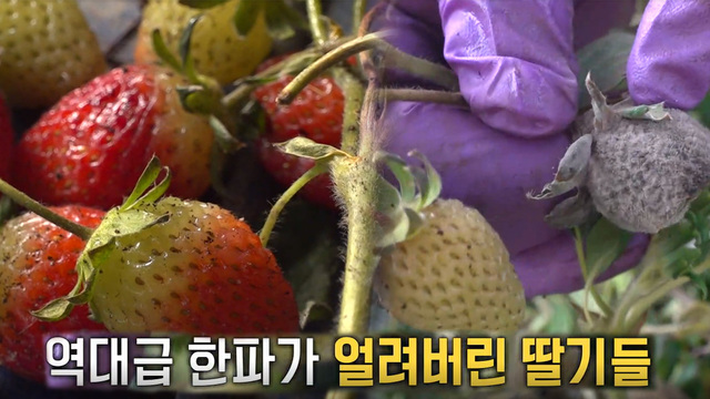 농어촌 ‘꽁꽁’ 얼린 북극한파