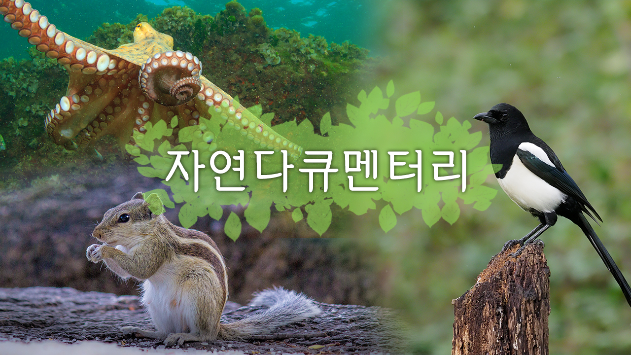 자연다큐멘터리