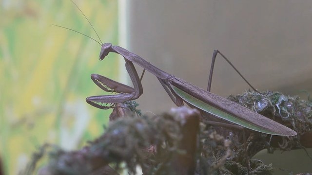 신기한 곤충 세계 1061