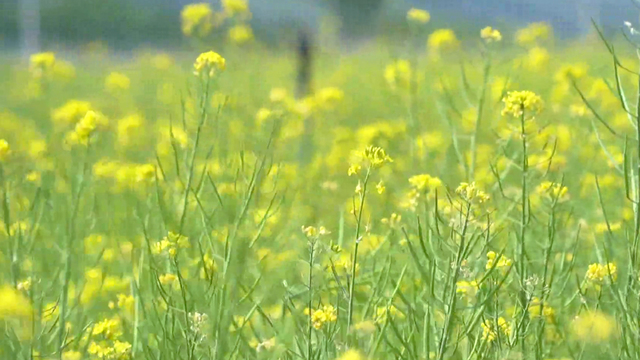 [다시보기] 네트워크 현장! 고향이 보인다 1233회