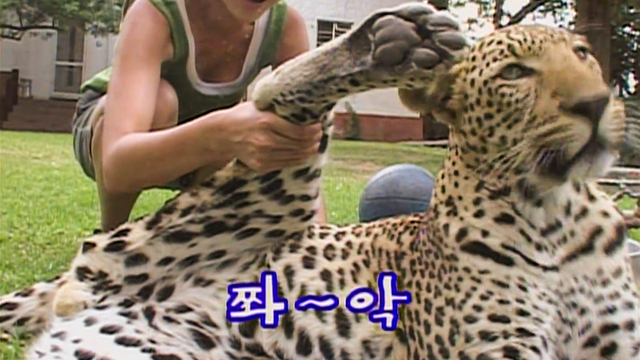 151회 <아프리카 '나미비아'>- 웃기는 표범 '달건이'와 '달봉이' 썸네일