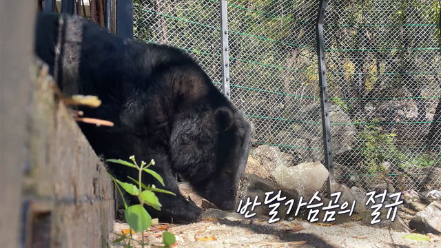 반달가슴곰의 절규