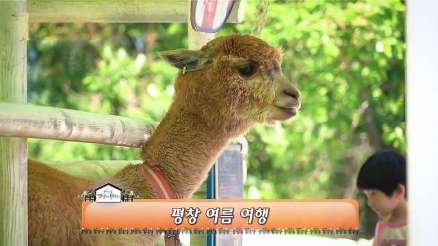 1,323회 강원 썸네일