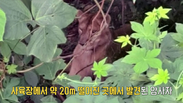 8,170회 사자가 목장에서 탈출했다! 썸네일