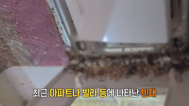 전국으로 퍼지는 빈대