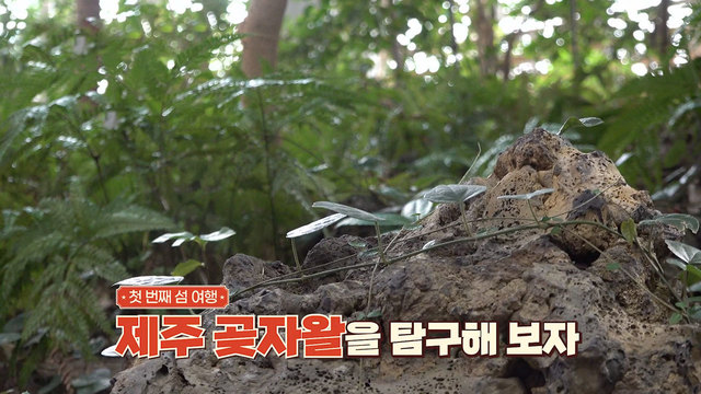 제주 곶자왈 탐구