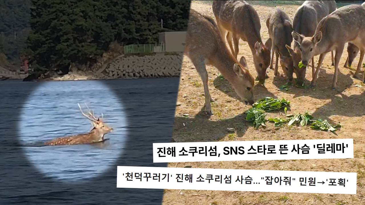 예상치 못한 손님 꽃사슴은 왜 바다를 건너왔나