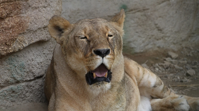 1,231회 동물원의 건강한 여름 즐기기 1편 썸네일