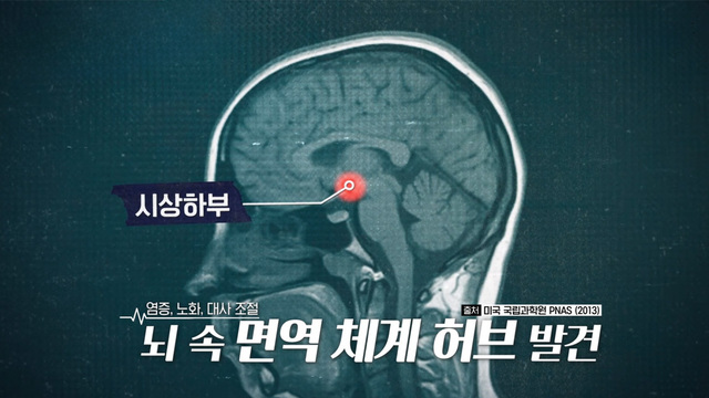 만성질환의 시대! ‘뇌 면역’의 비밀을 풀어라 - 곰보배추 편 -