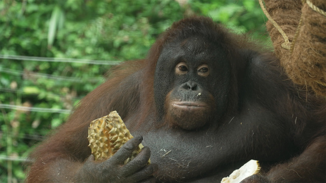 1,232회 동물원의 건강한 여름 즐기기 2편 썸네일